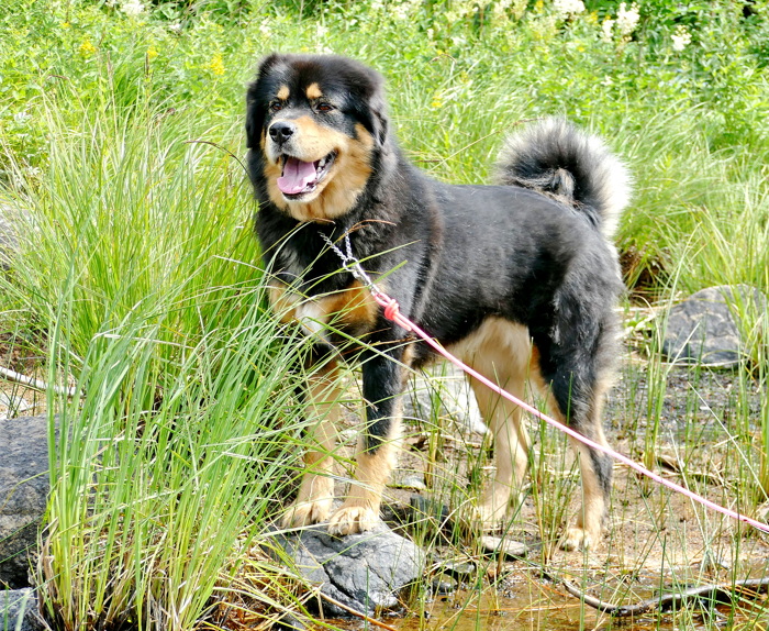 Sommar-Tosca 2 år 5 månader. Cert för domare Marie Thorp.