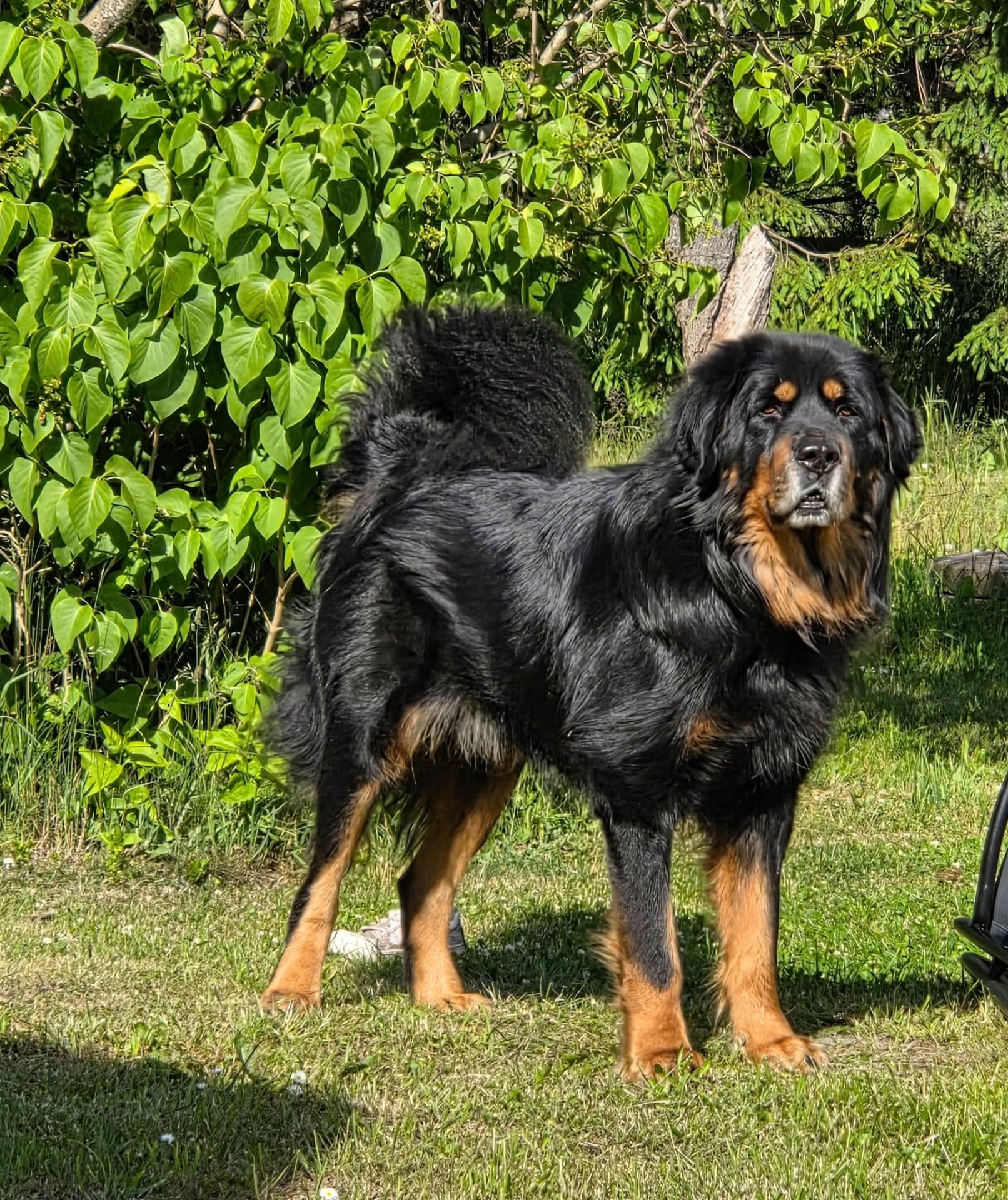 Koori. 10 år 5 månader. Foto A.Andersson