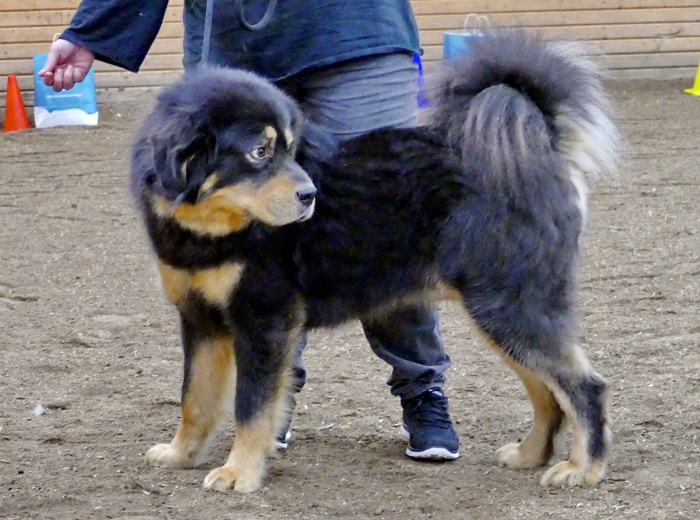 Napoleon 2 år 8 månader