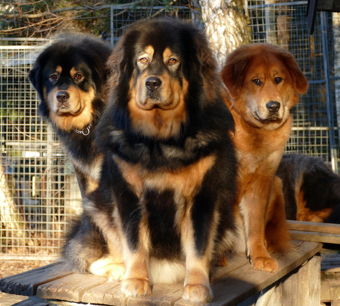 Chilla omgiven av dotter Tosca (b&t) och brorsdotter Fuega (sobel)