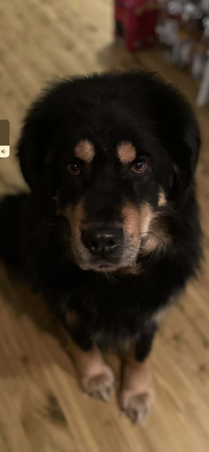 Lhotse 5 år. Foto: T Sandström.