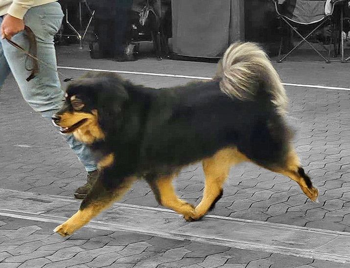 Petit Choux, 3 år. Foto: M Figge.