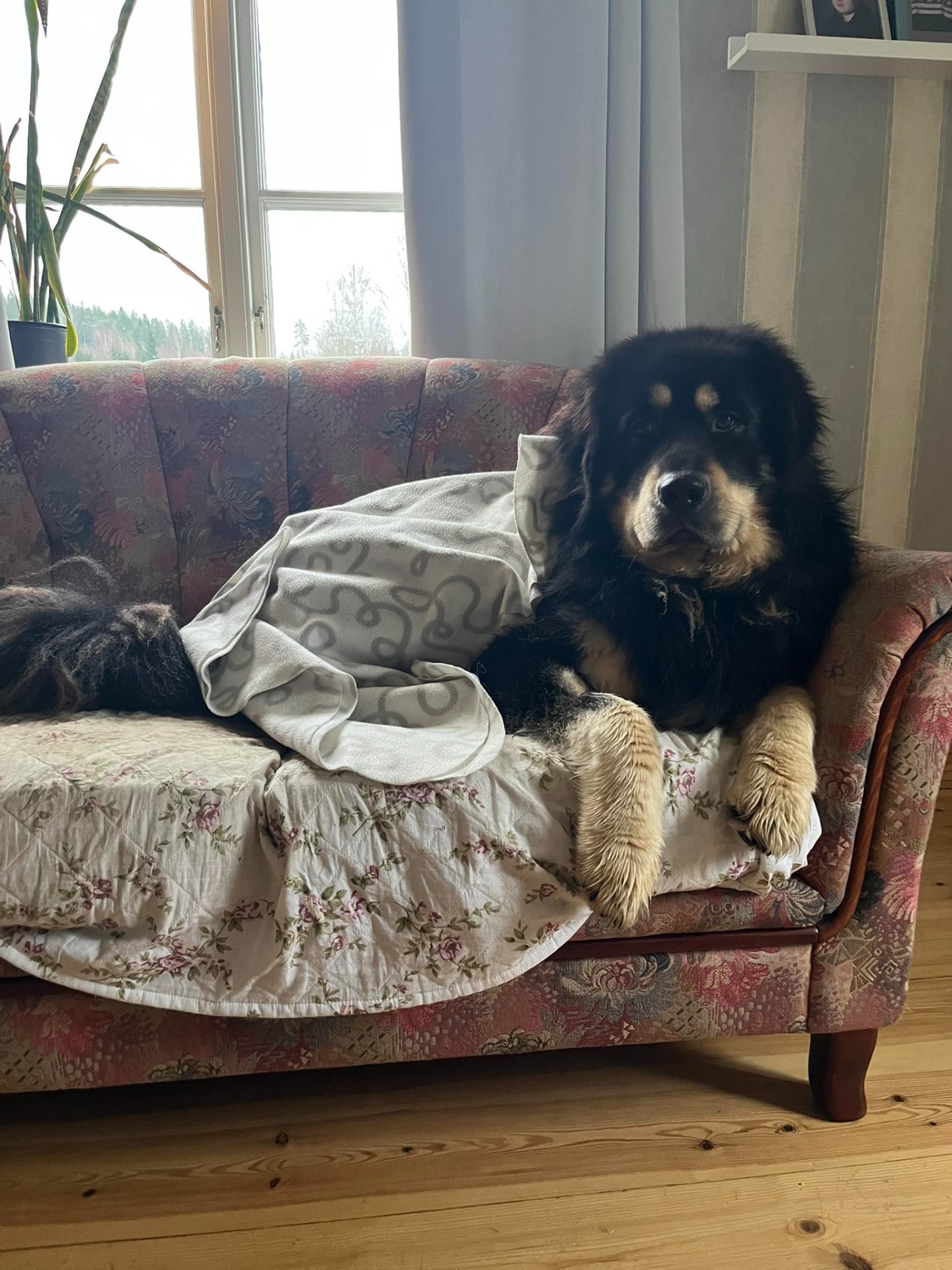 Macaon. 2 år 10 mån. Foto: S.Ericsson