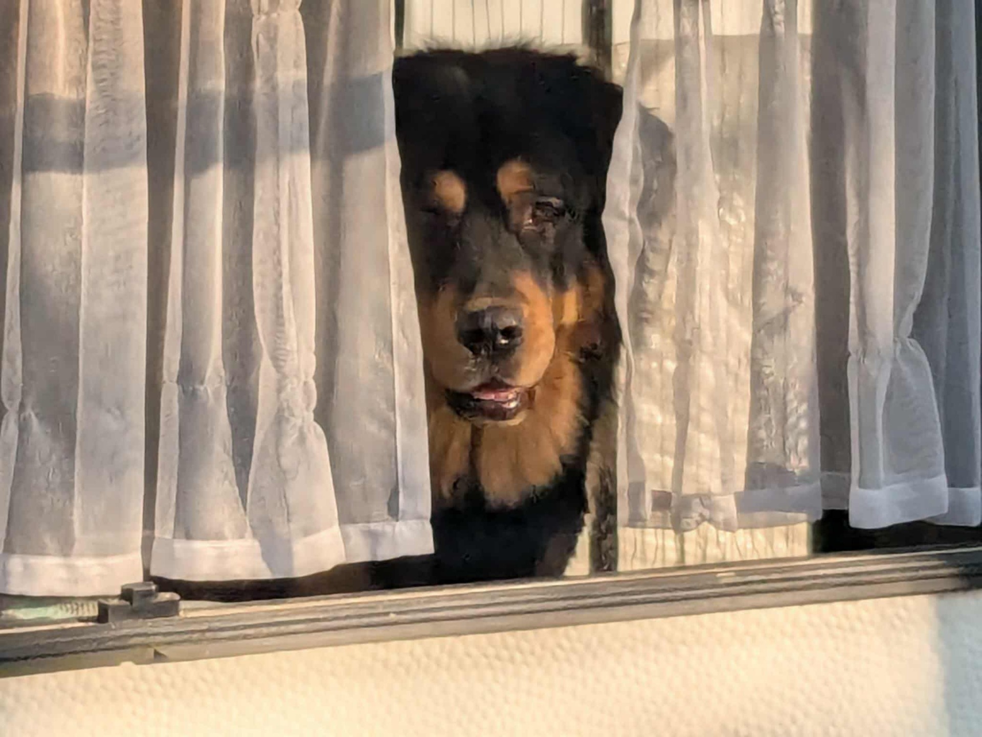 Ambrosia 2,5 år. Foto; H Born