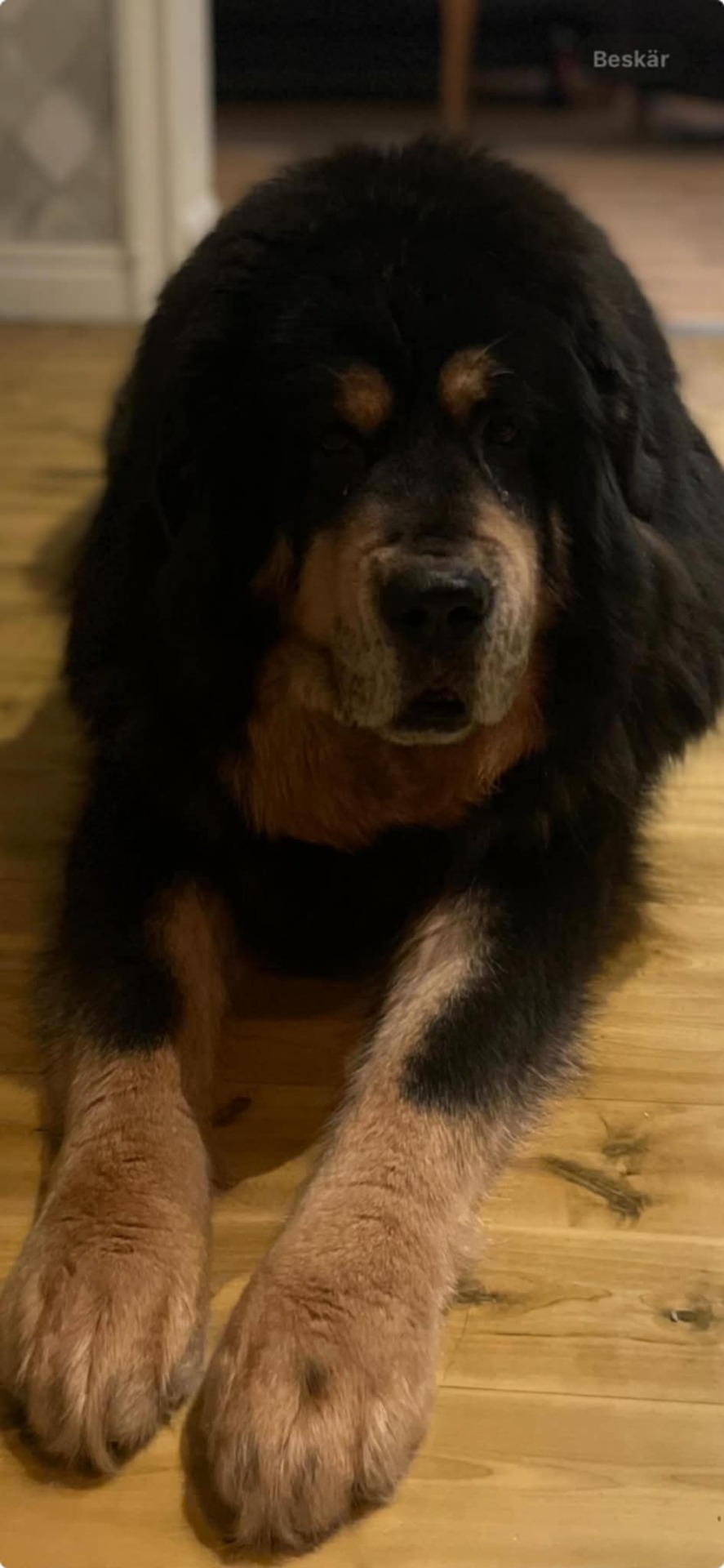 Kaluha 11 år. Foto T Sandström