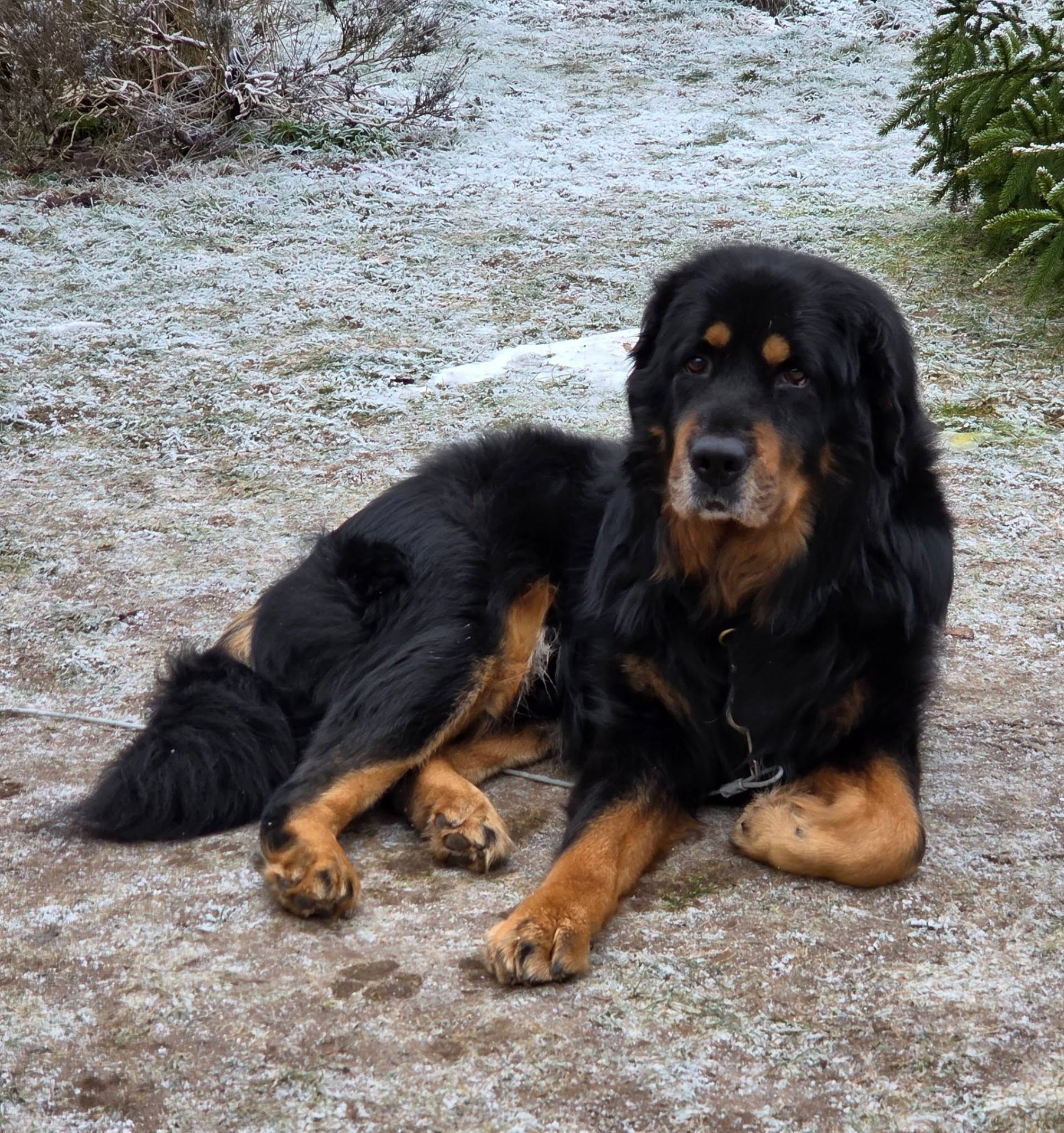 Koori 11 år 2 månader