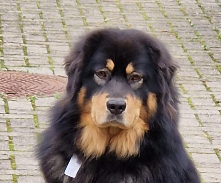 Petit Choux, 3 år 4 mån. Foto: M Figge.