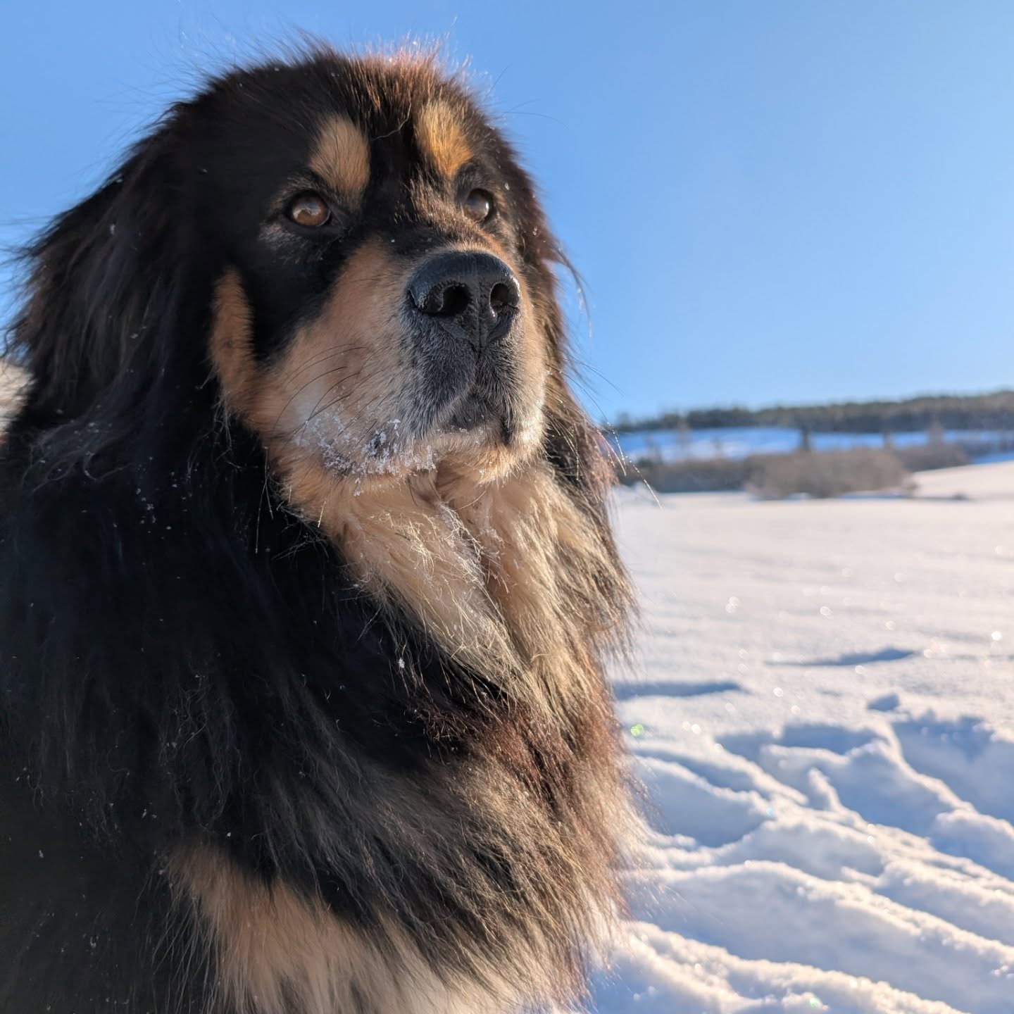 Cookie. 3 år 4 månader. Foto: J Gullfors