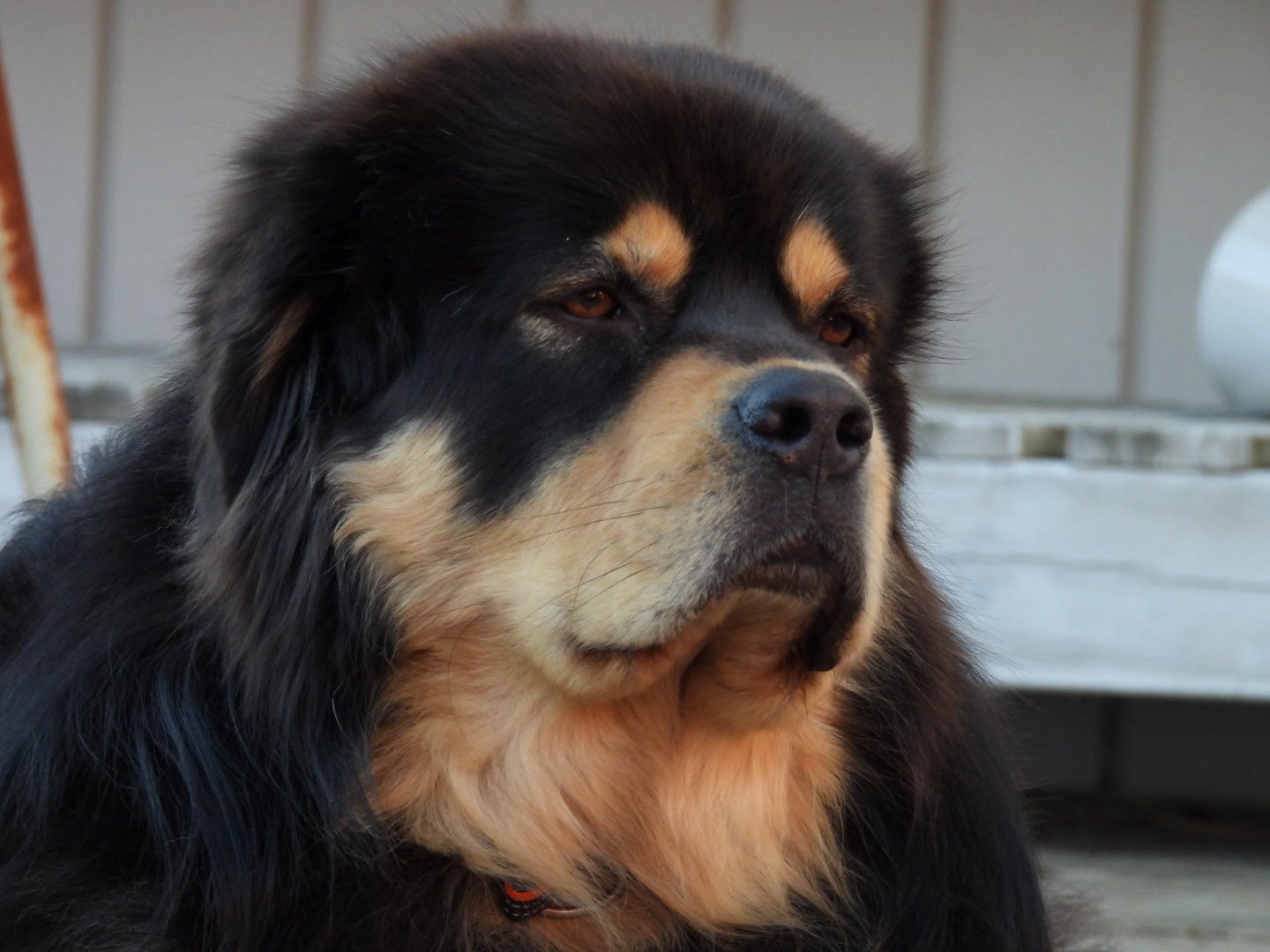 Churro, 3 år 3 månader. Foto: A. Madsen