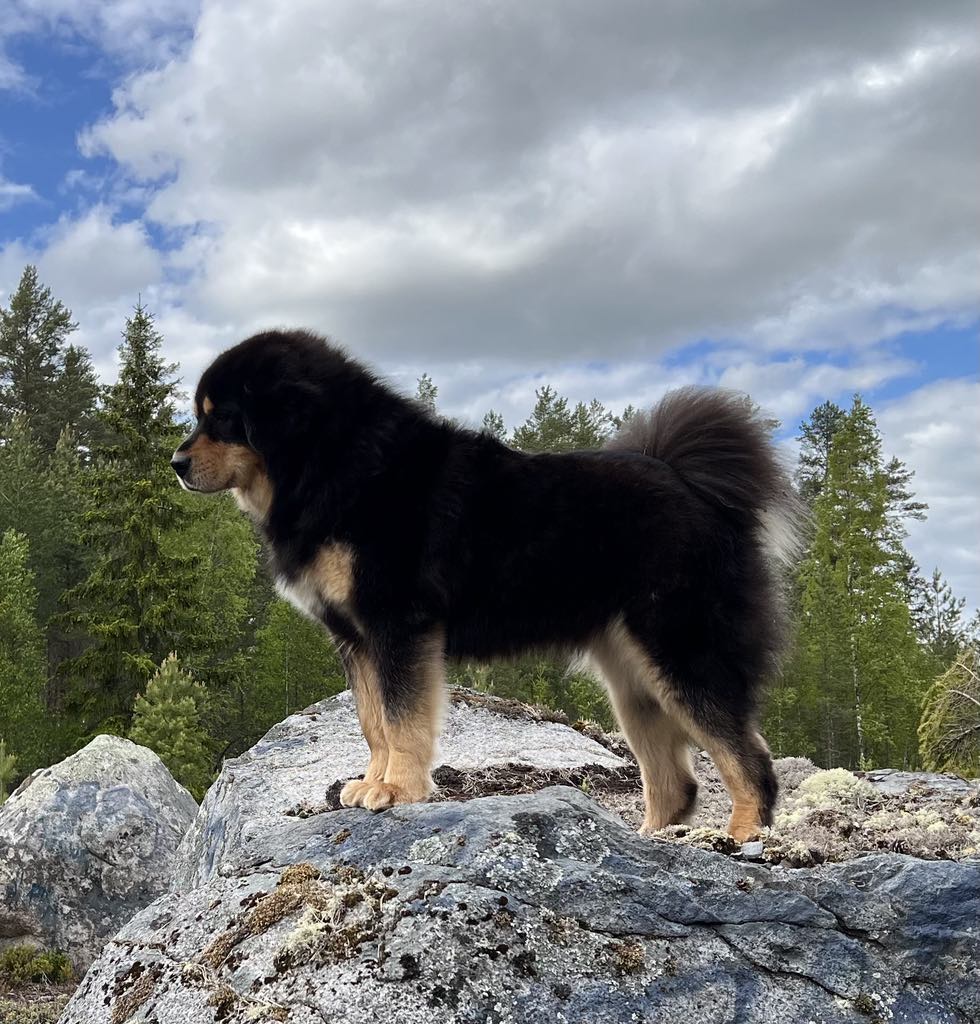 Mohinhi Mazarini 2 år 4 mån. Foto: M Gustafsson