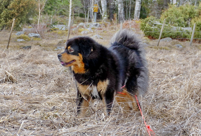 Tosca 3 år 2 mån.