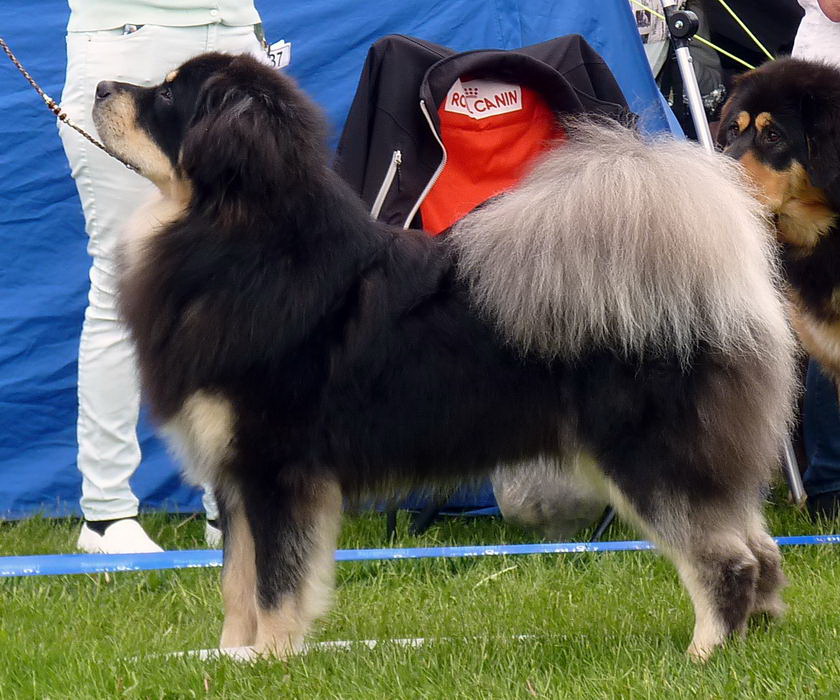 Toscas father, Multi champion Mimayin Mu-Tig Tsen Po / Keeon