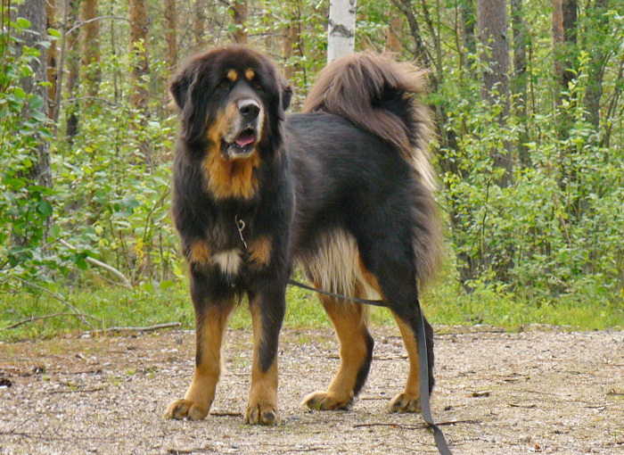 Talayeh 8,5 år: Foto N.Karlsson