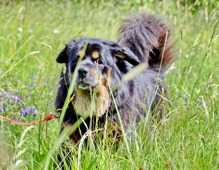 Vanna 8,5 år