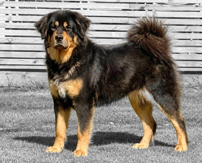Mohinhi Mazarini 3,5 år. Foto:M Gustafsson